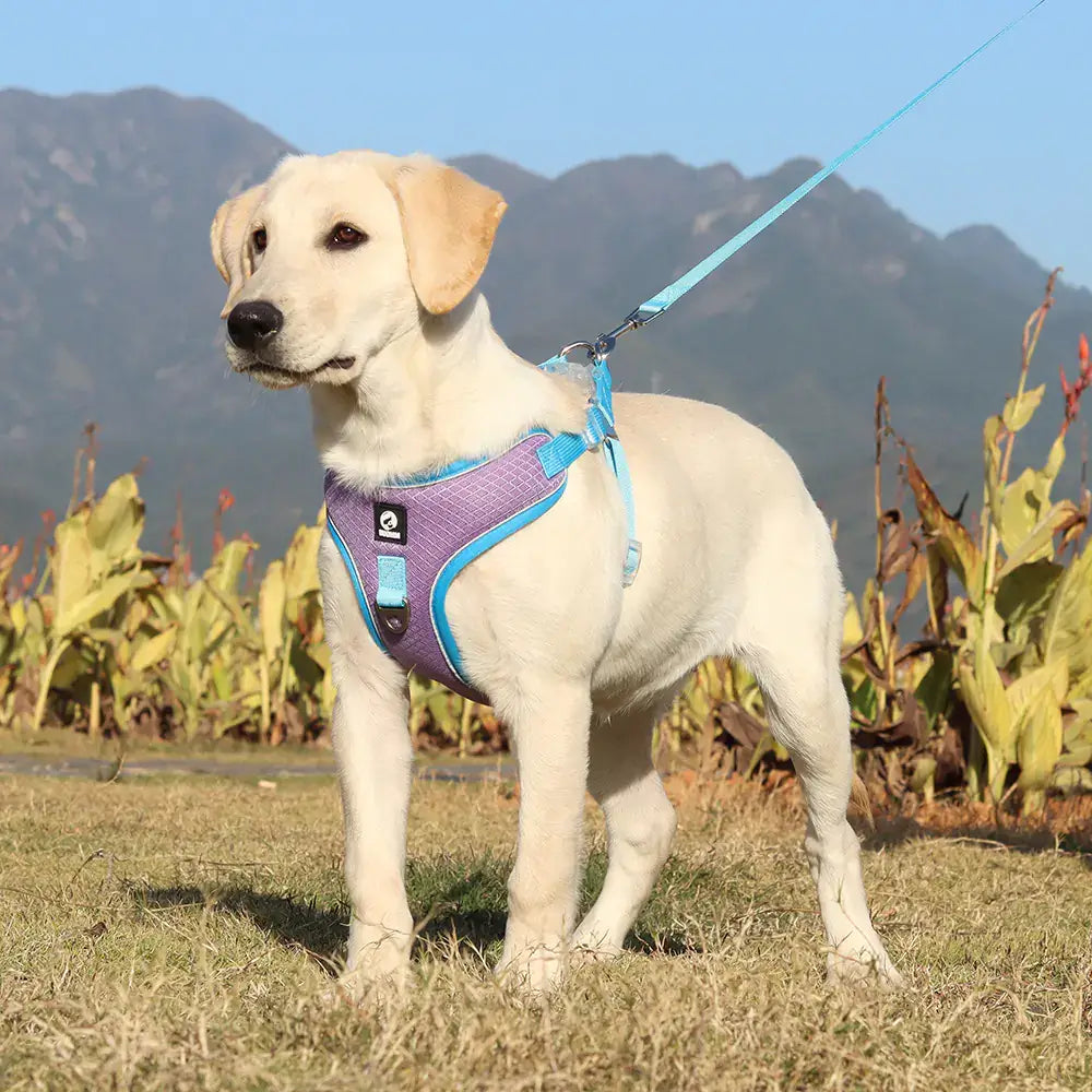 Adjustable Breathable Pet Harness with Leash - No-Pull Design